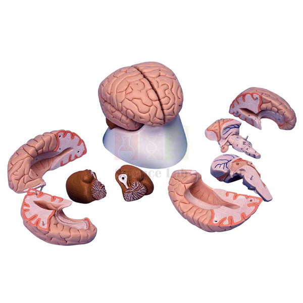 Human Brain Model, 8 Parts